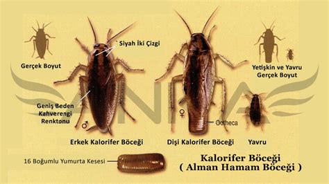 hamam böceği ısırığı tedavisi